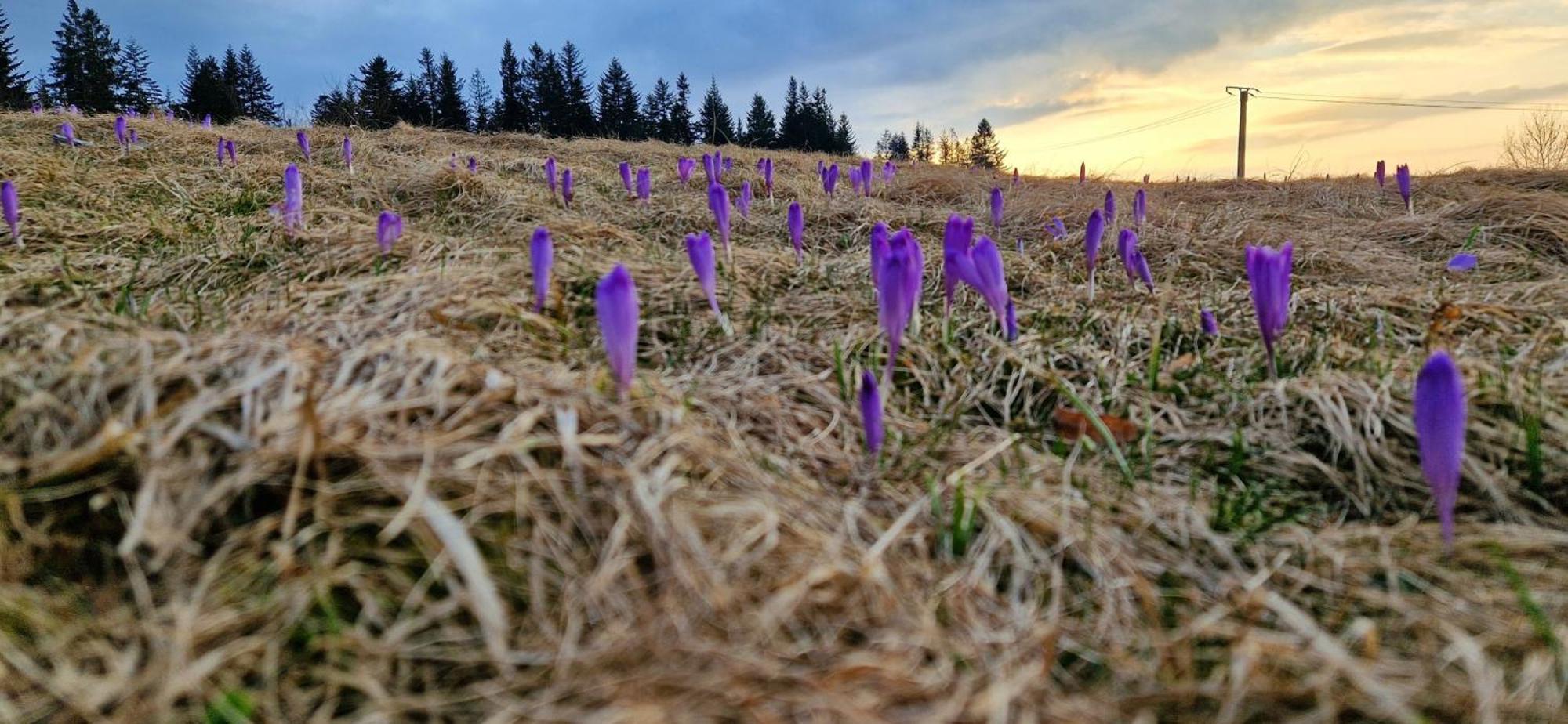 Domek alpejski Z Kominkiem Pod Limbą *